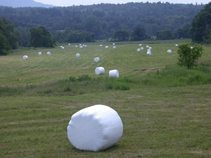 More Uncle Success: My Nephews Believe This Is Marshmallow Farm