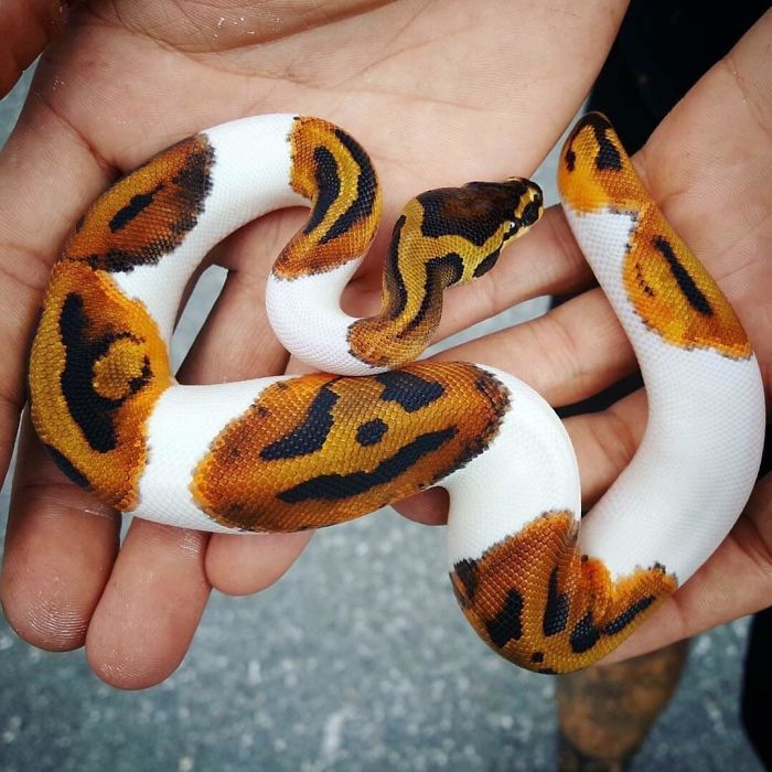 A Snake With A Pumpkin On Its Back...