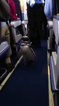 Penguin On Southwest Flight