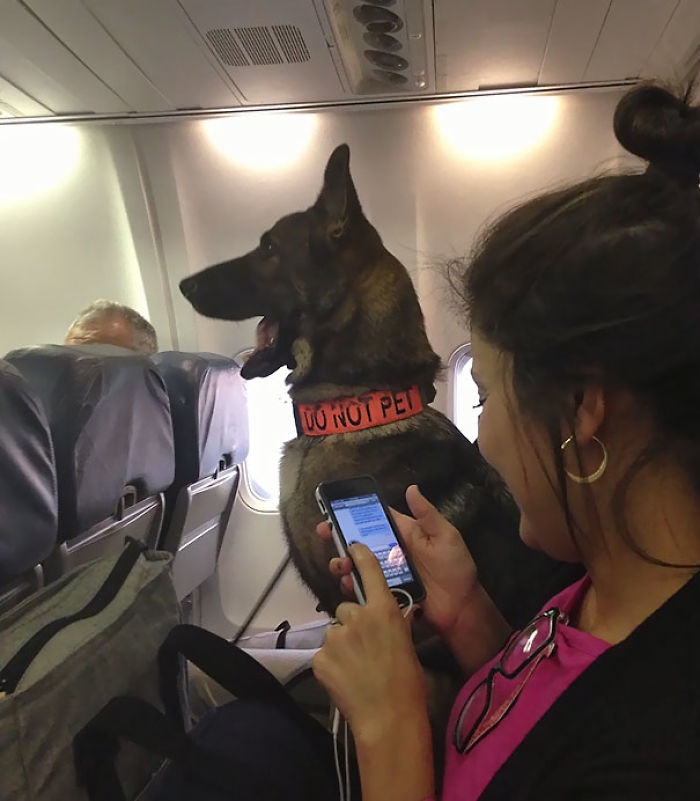 On My Flight Tonight, I Sat Two Seats Away From An Air Force K-9 Bomb Dog. The Dog Had Its Own Seat And Everything