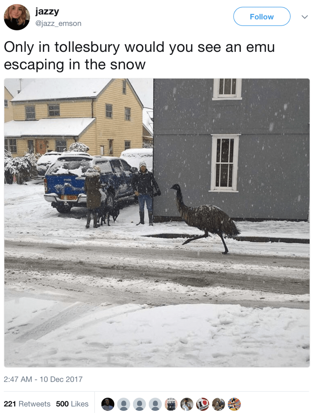escaped emu