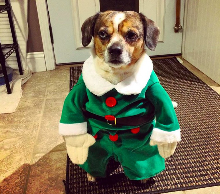 screen shot 2017 12 07 at 11 43 20 am These dogs in elf costumes are the cutest pictures youll see today