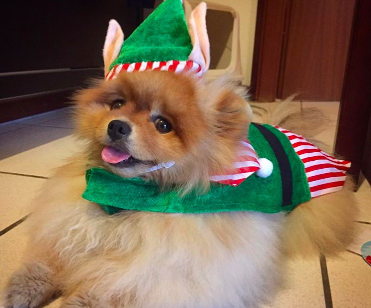 screen shot 2017 12 07 at 11 55 55 am These dogs in elf costumes are the cutest pictures youll see today