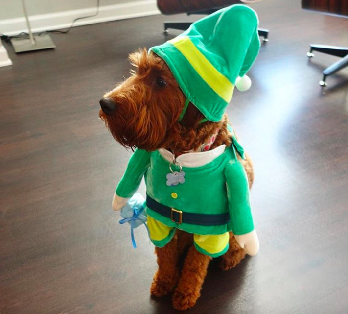 screen shot 2017 12 07 at 11 42 00 am These dogs in elf costumes are the cutest pictures youll see today